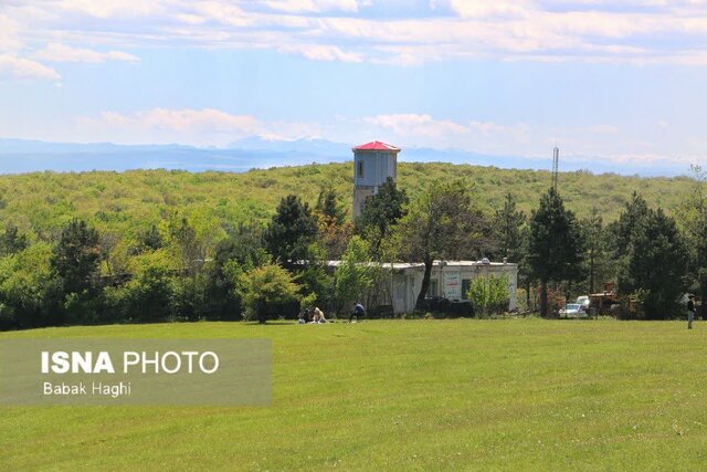 جنگل فندقلو؛ سرزمین گلهای بابونه