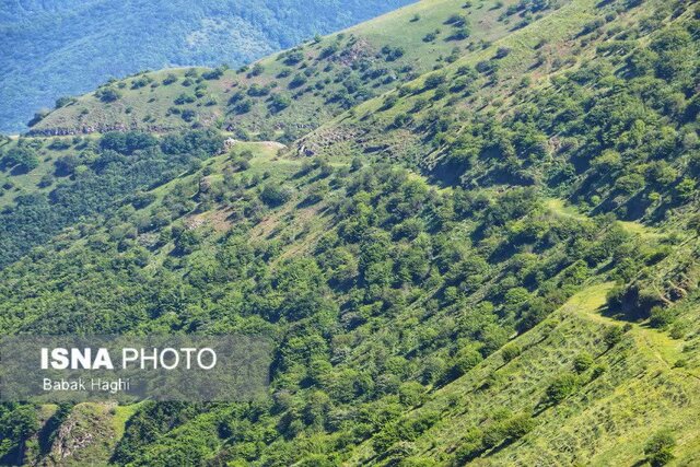 جنگل فندقلو؛ سرزمین گلهای بابونه