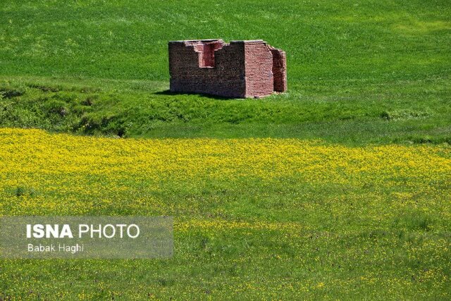 جنگل فندقلو؛ سرزمین گل‌های بابونه