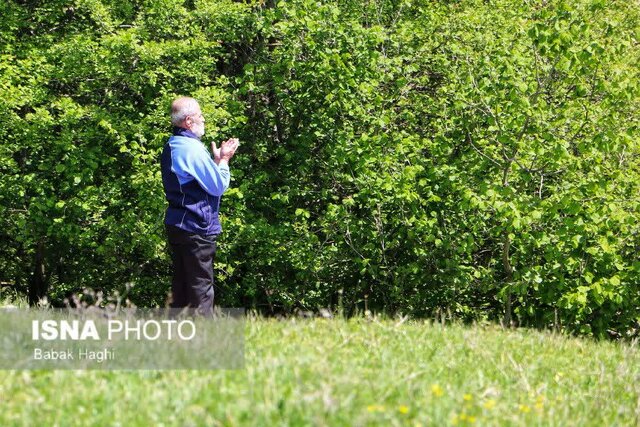 جنگل فندقلو؛ سرزمین گلهای بابونه