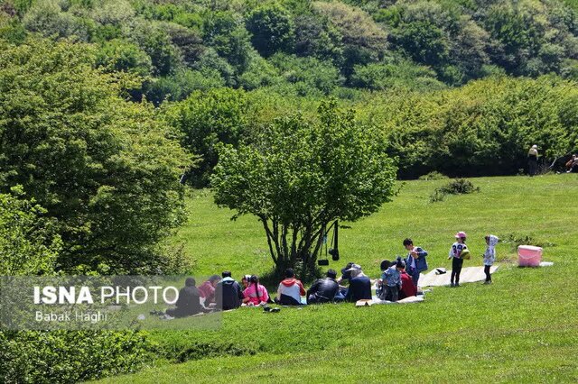 جنگل فندقلو؛ سرزمین گل‌های بابونه