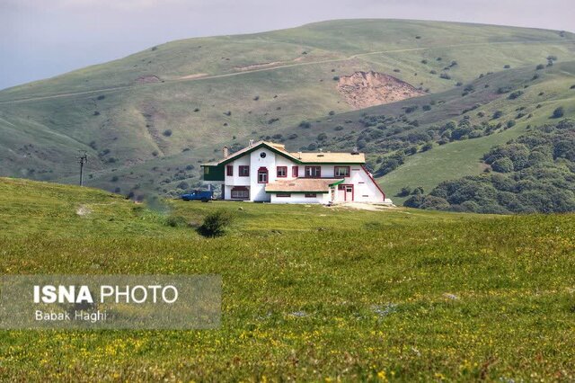 جنگل فندقلو؛ سرزمین گلهای بابونه