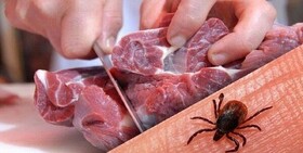 هشدار دامپزشکی آذربایجان غربی در خصوص بیماری تب کریمه کنگو