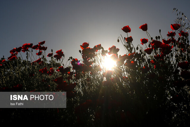 دشت گلهای شقایق - یاسوج