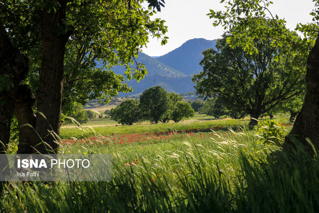 دشت گلهای شقایق - یاسوج