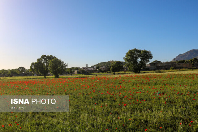 دشت گلهای شقایق - یاسوج