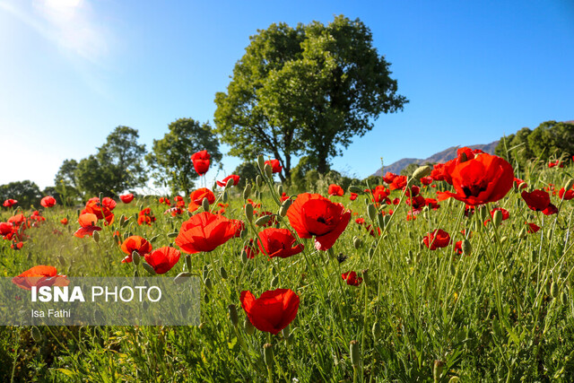 دشت گلهای شقایق - یاسوج