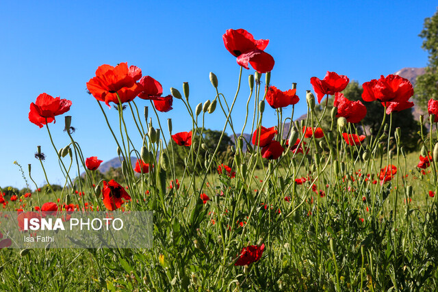 دشت گلهای شقایق - یاسوج