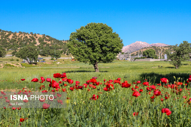 دشت گلهای شقایق - یاسوج