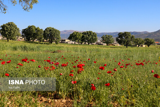 دشت گلهای شقایق - یاسوج