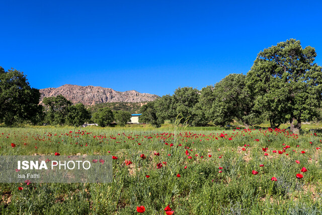 دشت گلهای شقایق - یاسوج