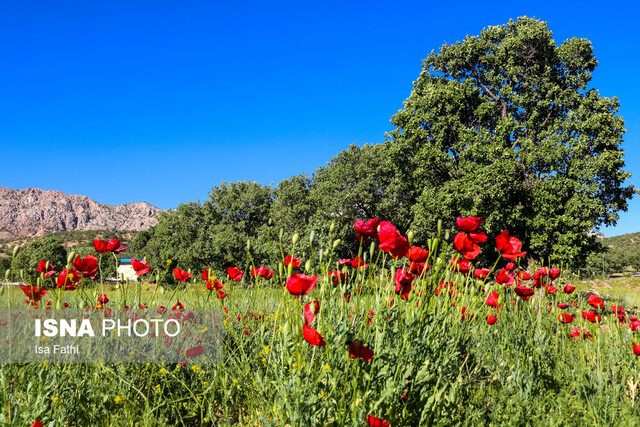 دشت گلهای شقایق - یاسوج