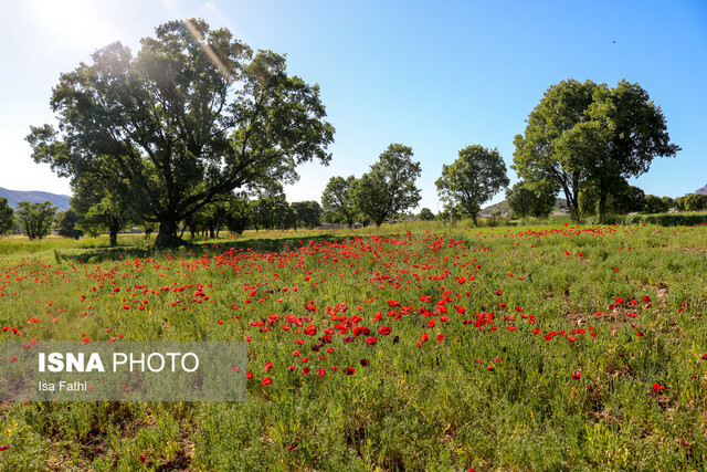 دشت گلهای شقایق - یاسوج