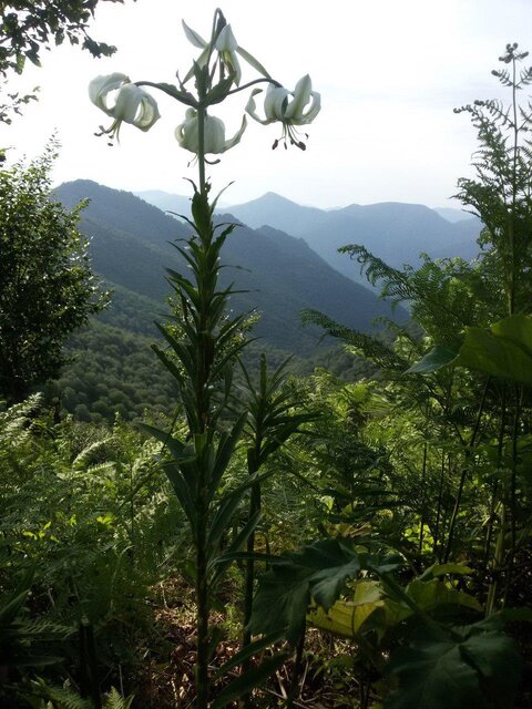 کشف رویشگاه جدید گونه در خطر انقراض در جنگل تحقیقاتی دانشگاه تربیتمدرس
