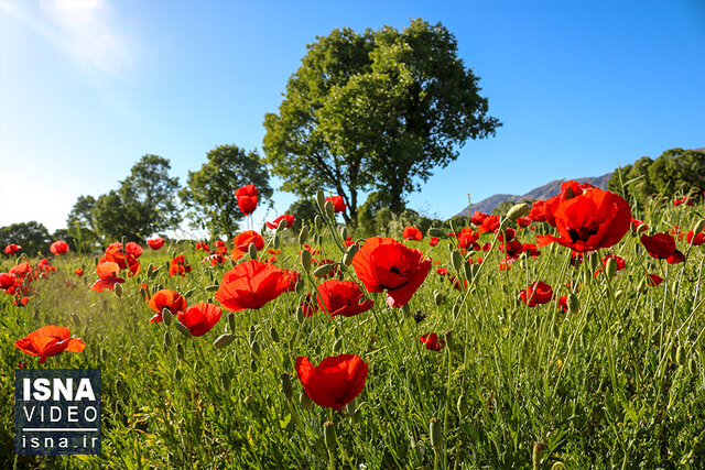 ویدیو / دشت گلهای شقایق - یاسوج ویدیو / دشت گلهای شقایق - یاسوج