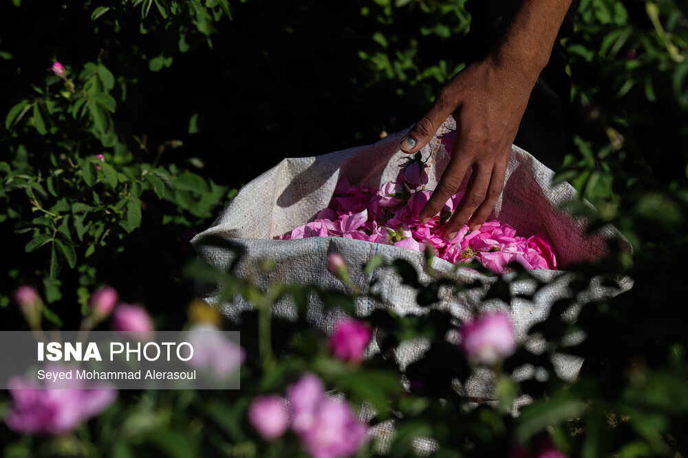 پیش‌بینی برداشت بیش از ۲۰۰۰ تن گل محمدی در خراسان رضوی