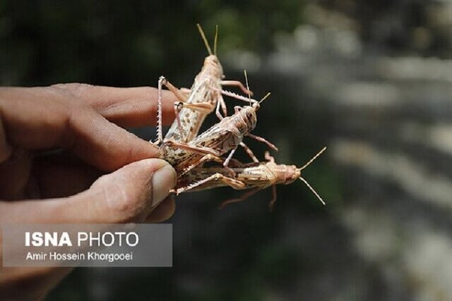 عکس آرشیوی است. ملخهای بومی در شهرستان خرامه مهار شد
