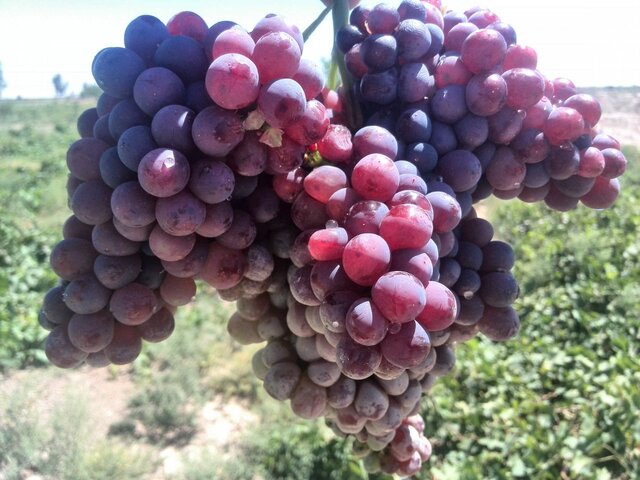 پیش بینی برداشت بیش از۲۴۳ هزار تن انگور از باغات آذربایجان غربی