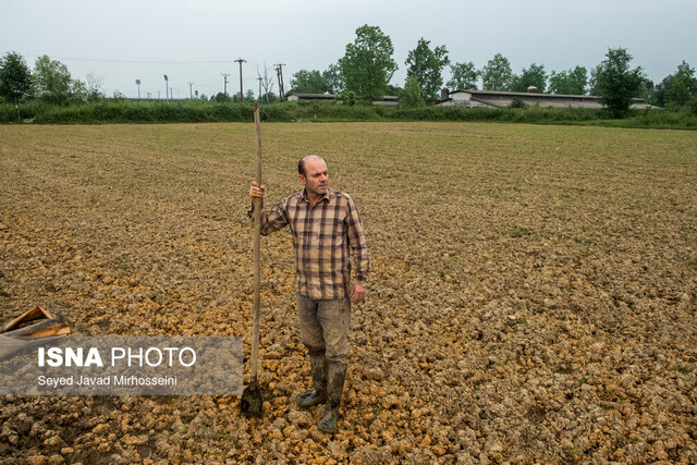 برنج کاری در ۵ شهرستان مازندران با رنج خشکسالی