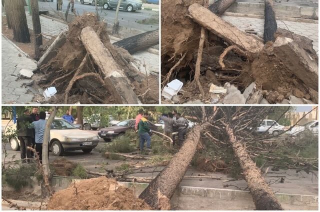 شکسته شدن درختان و خسارت تندباد شدید به زیرساخت‌ها در چندین شهر استان سمنان