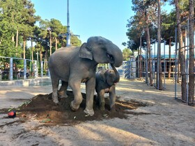 «مایسا» دوساله شد/ بچه‌ فیل ۷۰۰ کیلویی در سلامت کامل