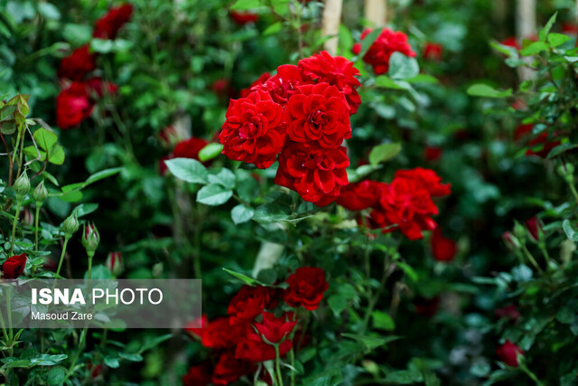 بازار گل و گیاه در محمودآباد سکه شد
