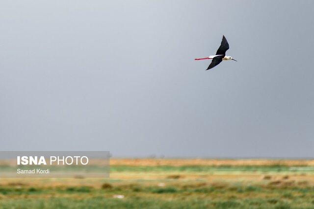 چوبپا نماد تالاب صالحیه تنها تالاب فصلی البرز میزبان ۹۰ نوع پرنده است