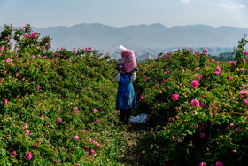 برداشت ۳۴۰ تُن گل محمدی در نطنز