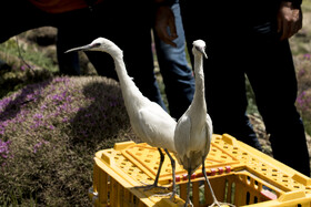 آزادسازی پرندگان در پارک ملی لار