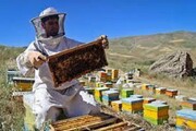 تولید ۲۷۵ تن عسل در استان سمنان