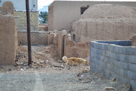 وجود بیش از اندازه سگ‌های ولگرد یکی از معضلات روستای شیدان است.
