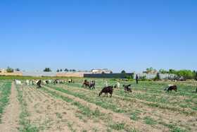 دامداری یکی از مشاغل مهم روستای شیدان است که در حال حاضر با خشکسالی‌های اخیر دچار مشکلات فراوانی شده‌ است.