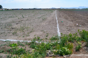 بسیاری از مزارع روستای شیدان به دلیل خشکسالی‌های اخیر زاینده‌رود به حال خود رها شده است.