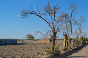 بسیاری از مزارع روستای شیدان به دلیل خشکسالی‌های اخیر زاینده‌رود به حال خود رها شده است.