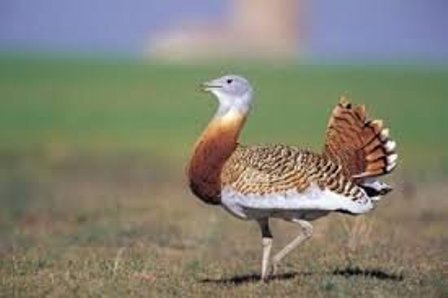 میشمرغ «عروس بوکان» را فدای غوغای یوزها نکنیم