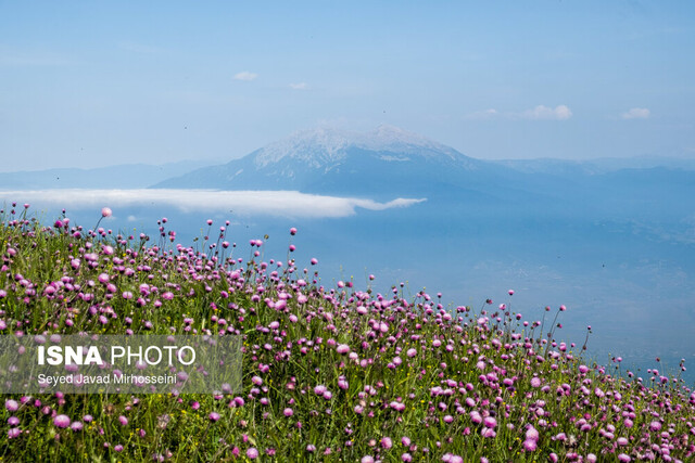 «زمان سبز» ناجی دوست‌داران صفحه نمایش می‌شود؟
