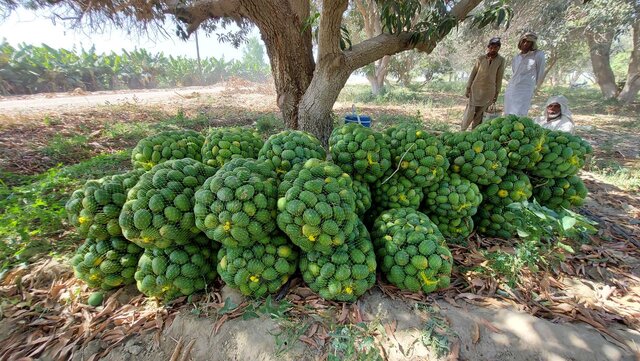 آغاز برداشت انبه در سیستان و بلوچستان