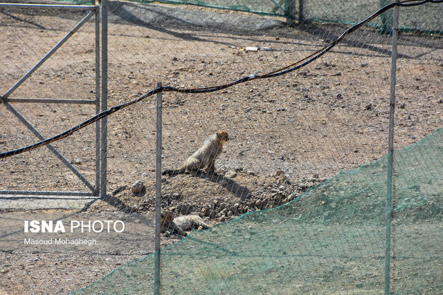 سایت تکثیر یوزپلنگ در اسارت "توران" بین المللی می شود