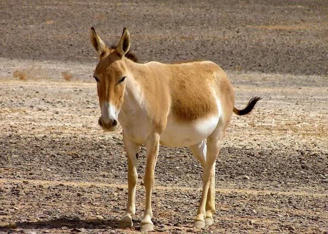 دستگیری شکارچیان غیرمجاز گور آسیایی در یزد دستگیری شکارچیان غیرمجاز گور آسیایی در یزد