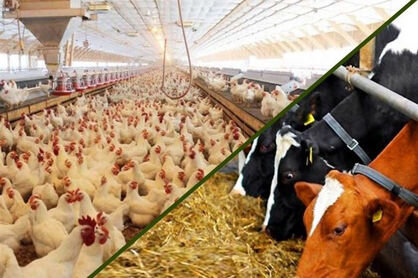 وضعیت تامین نهادههای دامی مطلوب است/ اجازه اختلال در تامین کالاهای اساسی را نخواهیم داد وضعیت تامین نهادههای دامی مطلوب است/ اجازه اختلال در تامین کالاهای اساسی را نخواهیم داد