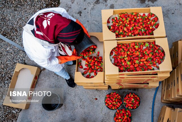 بزرگترین قطب تولید توت فرنگی البرز در آستانه تعطیلی!