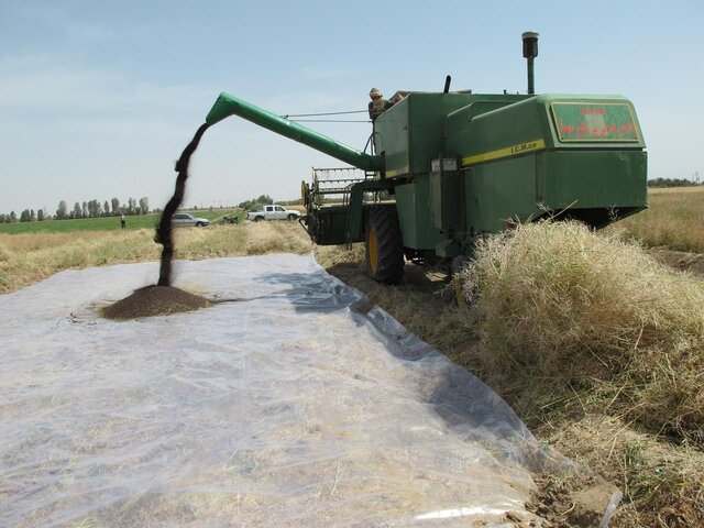 افزایش ۱۵ درصدی تولید کلزا در فارس افزایش ۱۵ درصدی تولید کلزا در فارس