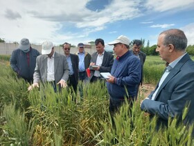 "آلاروق" اردبیل، جزو ایستگاه‌های ممتاز کشور در تحقیقات گندم است