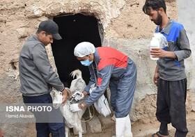 آغاز اردوی جهادی دامپزشکی در شهرستان بهاباد؛ ۱۰ هزار دام واکسینه می‌شوند