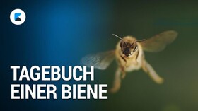 دوربین‌های یک مستند زنبور عسل را تعقیب کردند