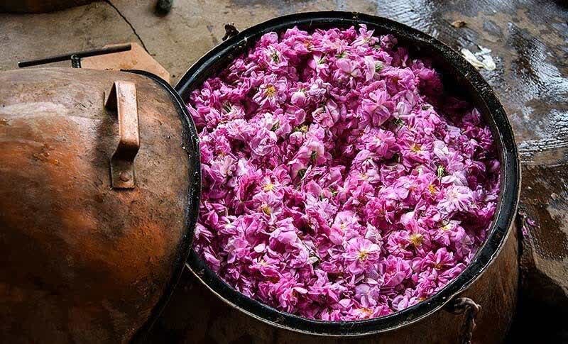 برپایی جشنواره گلاب گیری در محوطه کاخ مروارید