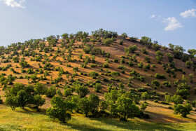 جنگل‌های بلوط لرستان