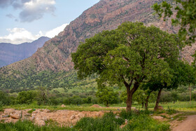 جنگل‌های بلوط لرستان