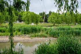 این پوشش گیاهی هرز باعث جلوگیری از جریان آزادانه آب در رودخانه شده که  این عامل خطر وقوع سیل را دوچندان کرده است.