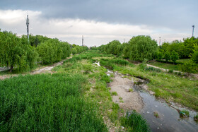 این پوشش گیاهی هرز باعث جلوگیری از جریان آزادانه آب در رودخانه شده که این عامل خطر وقوع سیل را دوچندان کرده است .